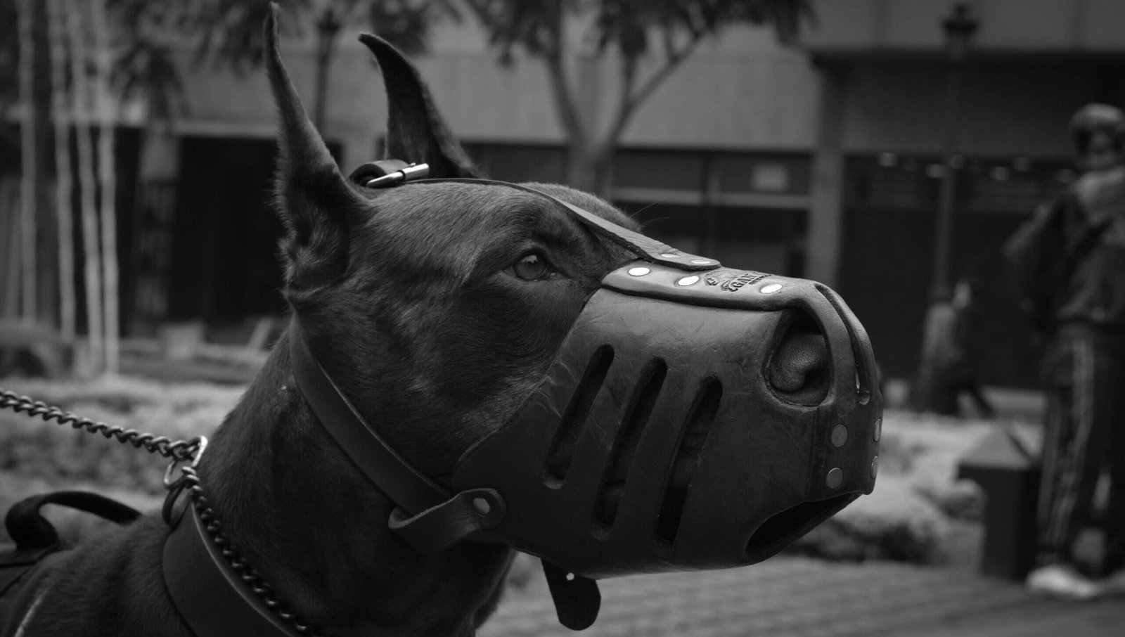 Close-Up Photo of Doberman Pinscher With Black Muzzle